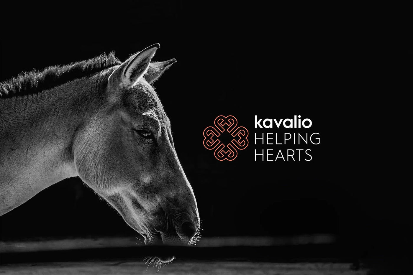 Pferdekopf vor schwarzem Hintergrund neben dem Logo „kavalio Helping Hearts“.