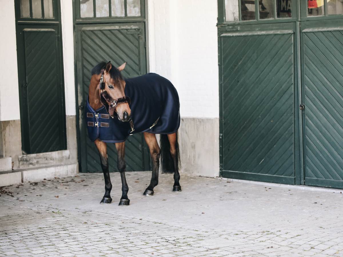 Pferd trocknen nach dem Training: Abschwitzdecke, Solarium & Techniken