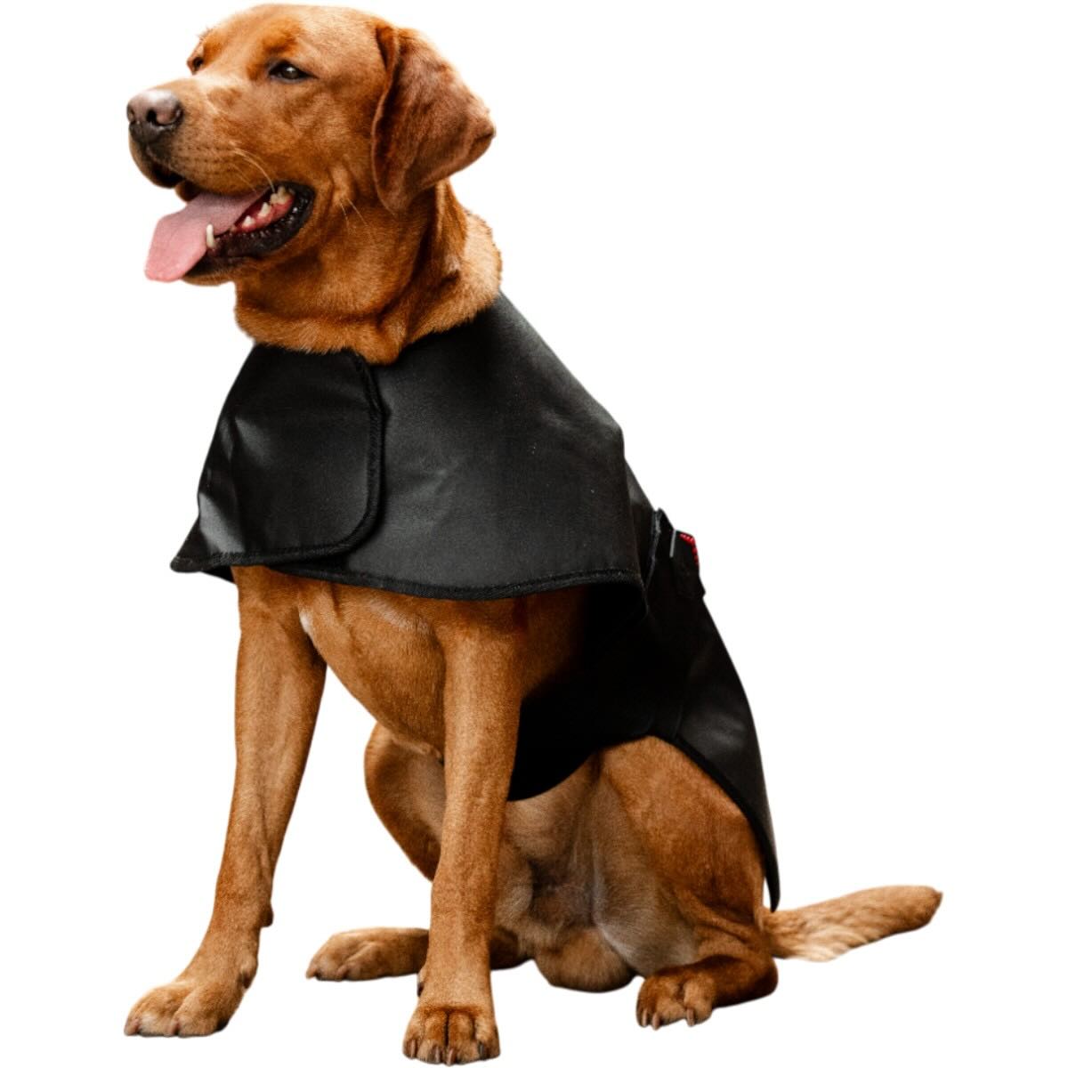 Hund mit schwarzem Umhang, auf weißem Hintergrund. Hund mit schwarzem Umhang, auf weißem Hintergrund.