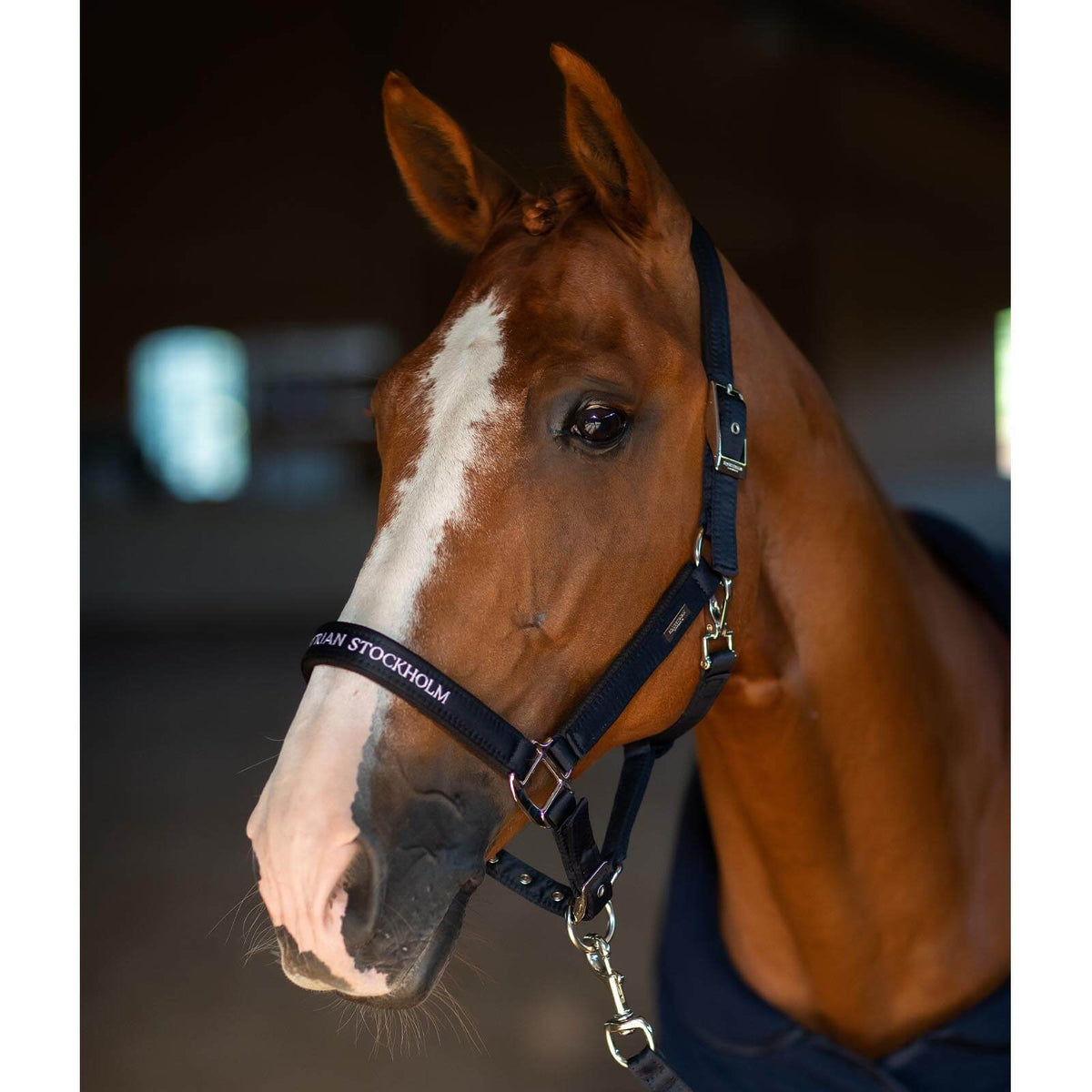 Halfter mit Strick Modern Tech Navy Nylonhalfter, Navy, Pferdekopf im Stall.