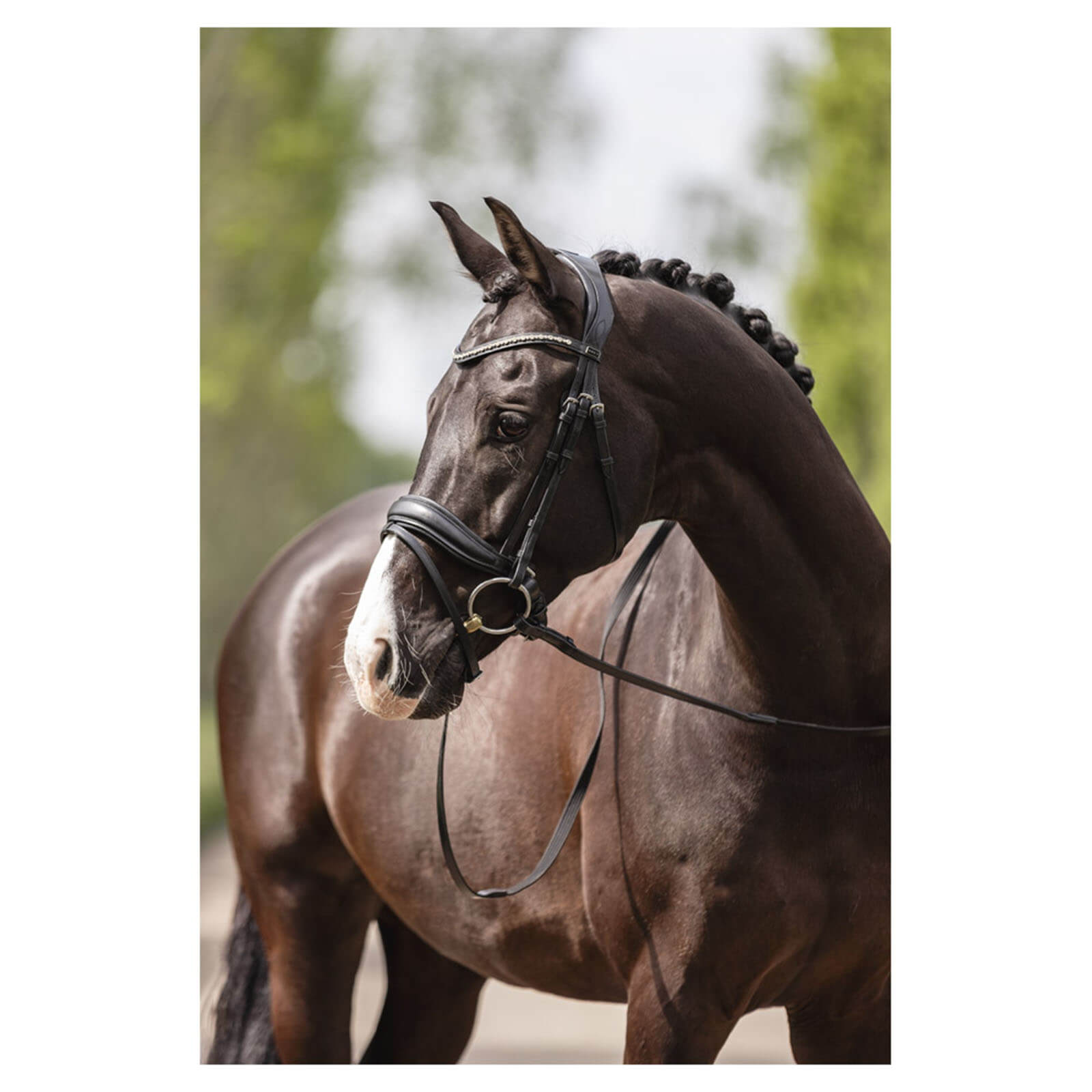 Trense ATH19003 Comfort Line Trensenzaum
