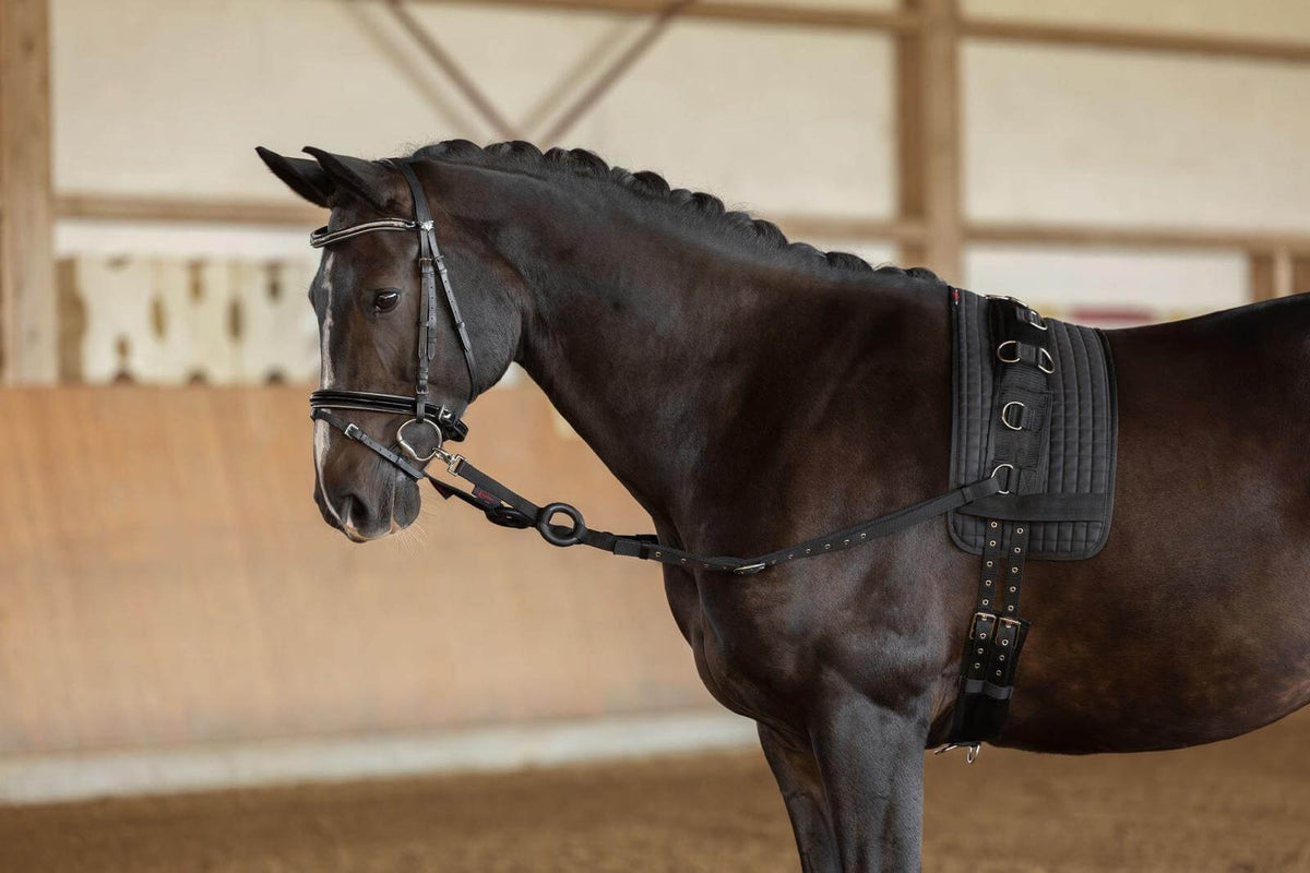 Covalliero Ausbindezügel Ausbinder, Schwarz, Pferd in der Reithalle mit angelegtem Ausbinder.