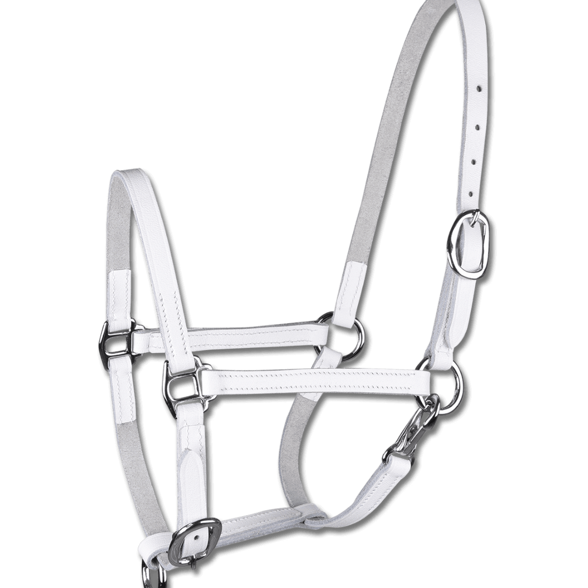 Halfter STAR Fohlenvorführhalfter Leder, Weiß, Produkt allein auf schwarzem Hintergrund.