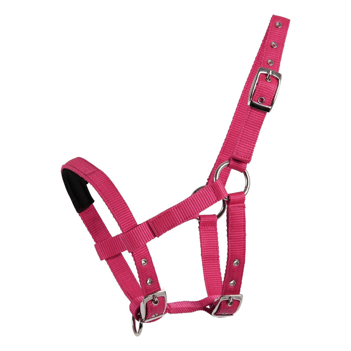 Capestro Mini-Shetty