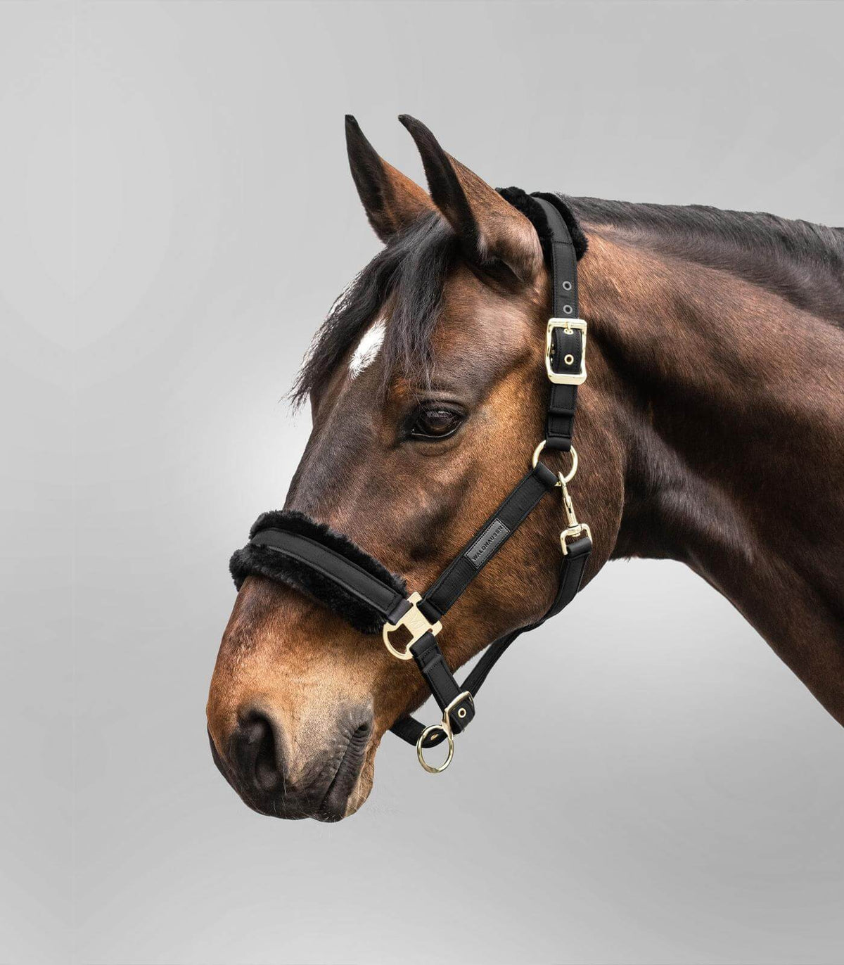 Halfter Exclusive, Schwarz, Pferd trägt das Halfter im Profil.