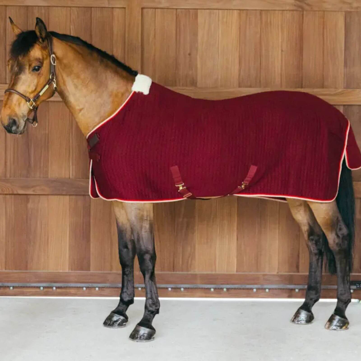 Abschwitzdecke Cooler Rug PROtherm Transportdecke, Bordeaux, Pferd trägt die Decke in der Stallgasse.
