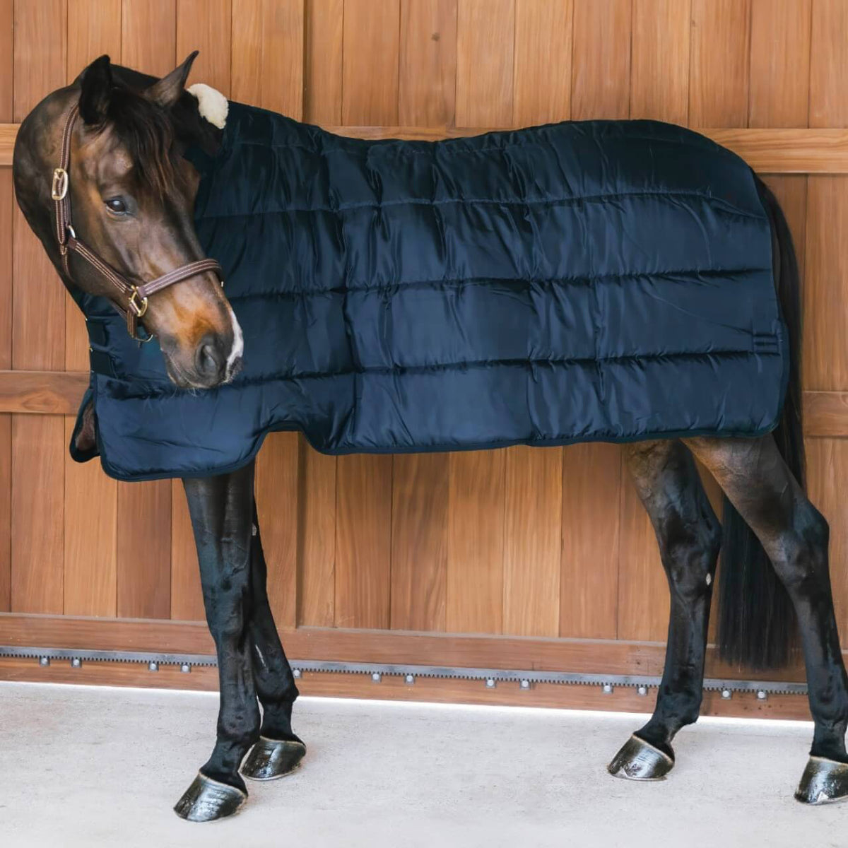 Kentucky Horsewear Unterdecke 200g Comfort Liner Pro Turnout Rug, Navy, Pferd trägt die Unterdecke vor Holzwand.