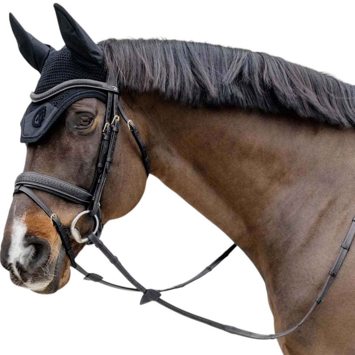 Trense Geflochten mit schwedischem Reithalfter D-Collection, Schwarz, an Pferd getragen.