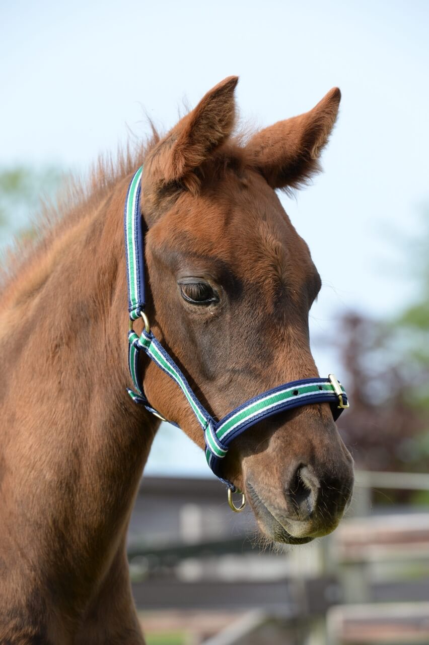 Fohlenhalfter Foal Halter Dublin