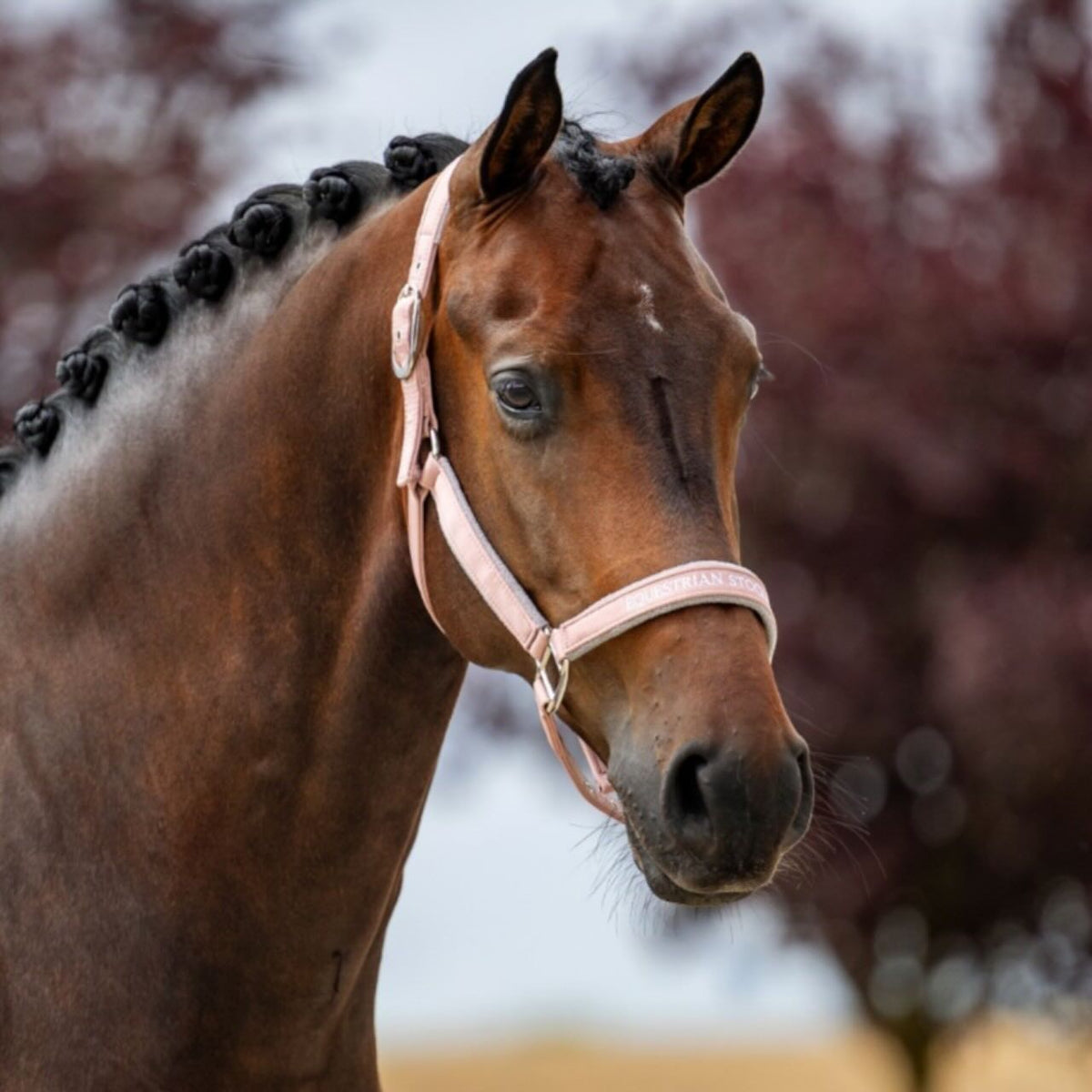 Hallfter Line Pink Lederhalfter