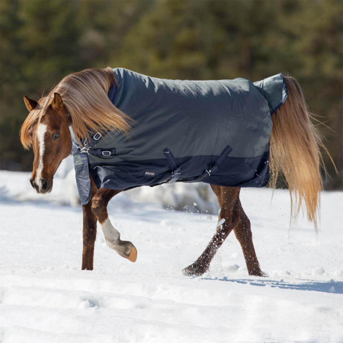 Outdoordecke 150g Active Pro Weidedecke, Anthrazit/Navy, Pferd im Schnee.