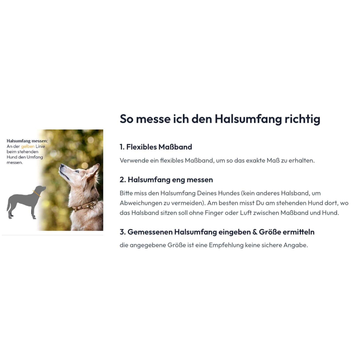 Halsband Aldon ohne Perlen Tauhalsband Hundehalsband, Hund mit Halsband beim Messen des Halsumfangs.