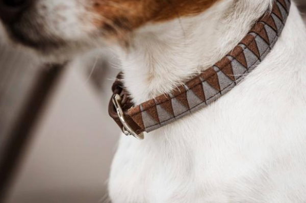 Hunde Halsband Triangle Hundehalsband