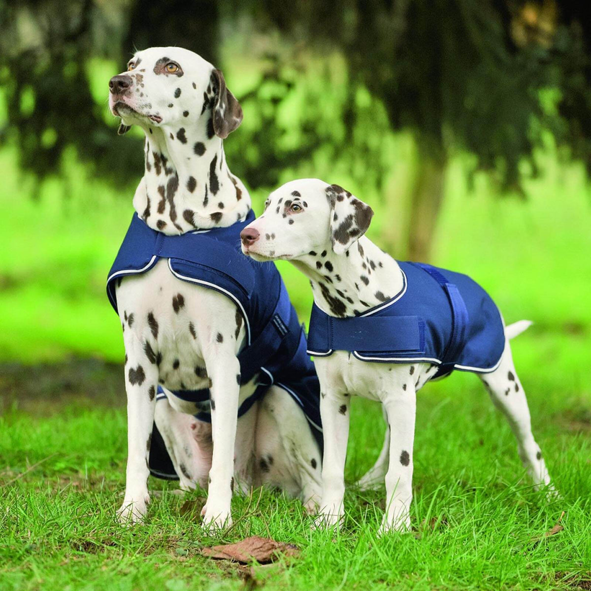 Hundedecke 0g Regendecke