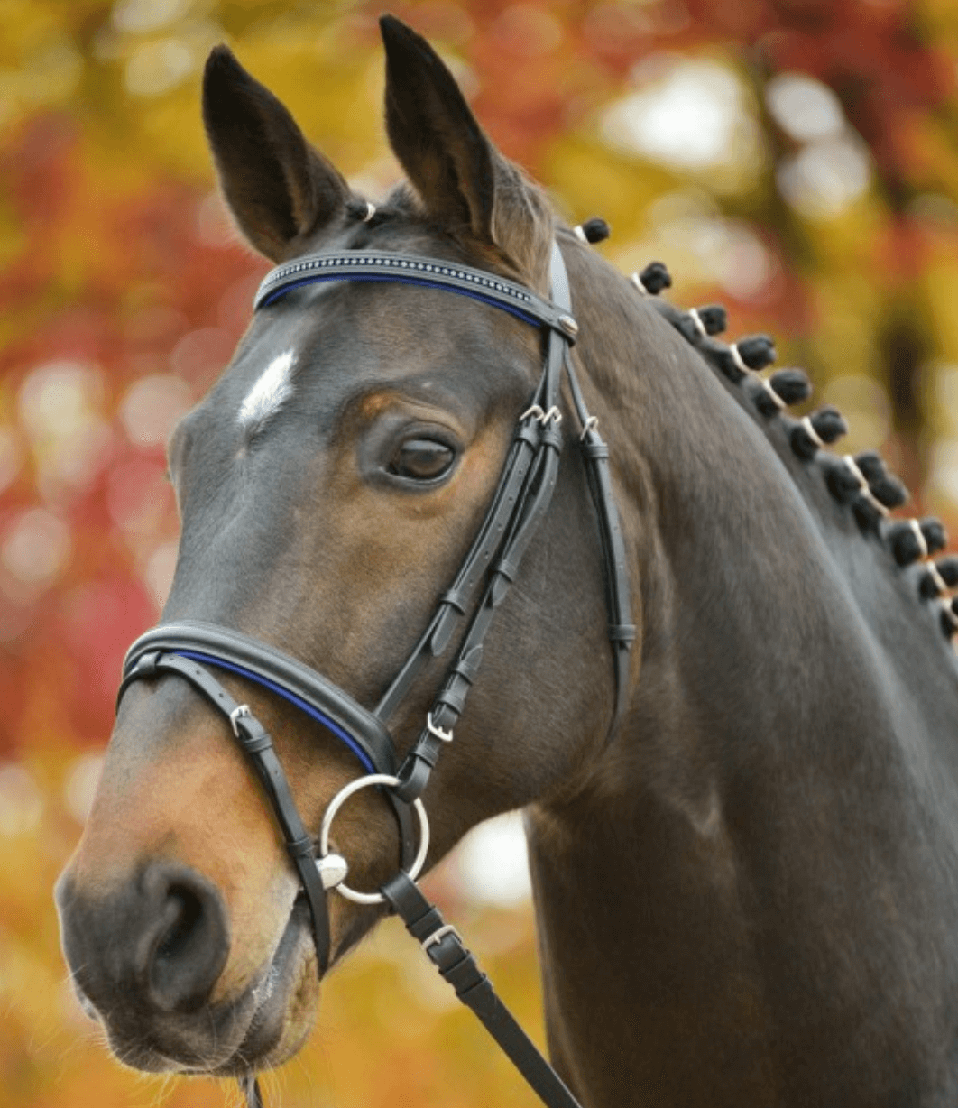 Trensenzaum Star Diamond