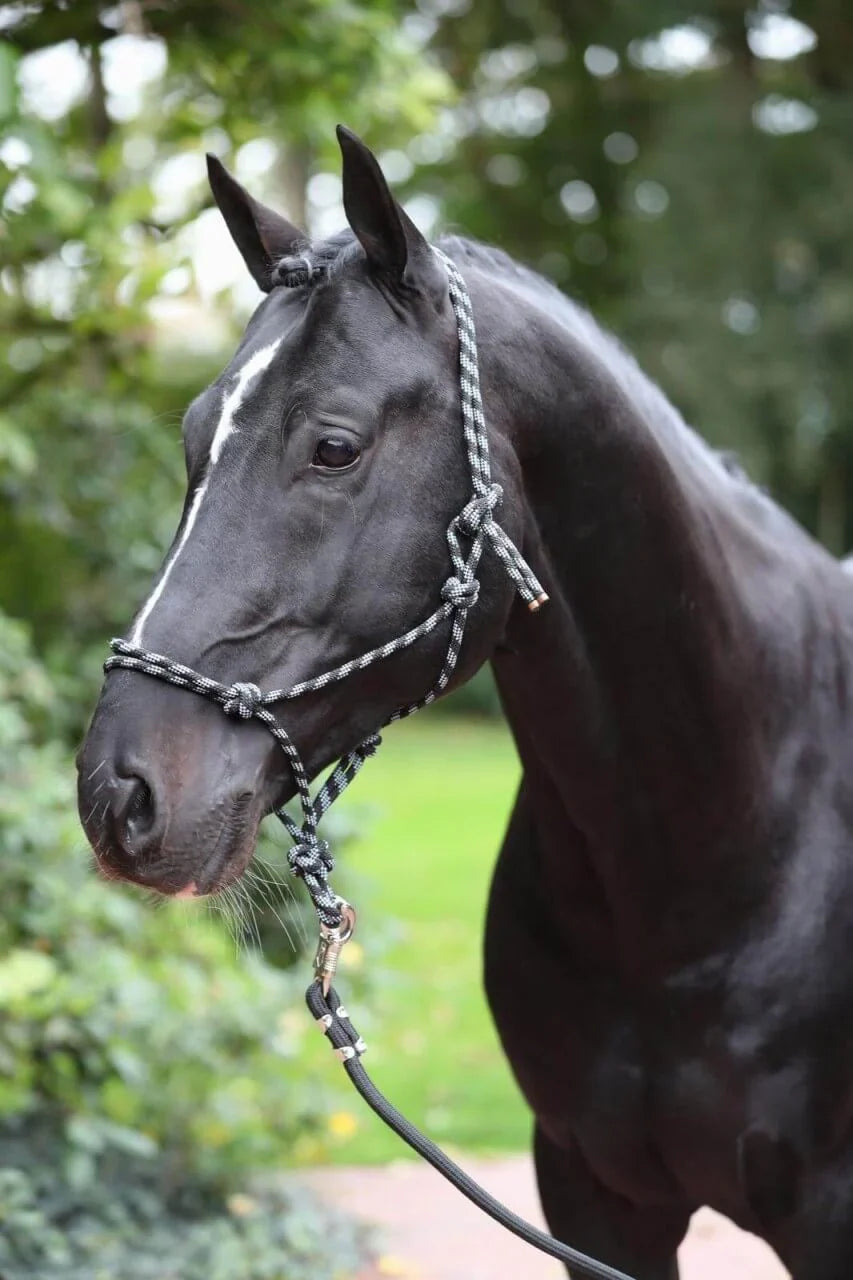 Schwarzes Pferd mit Knotenhalfter im Grünen, Warum die Bodenarbeit so wichtig ist