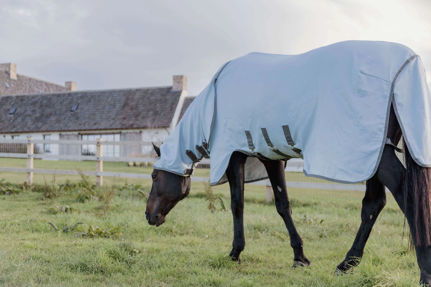 Schwarzes Pferd mit Decke auf der Weide, Hufrehe: Die Krankheit bei deinem Pferd erkennen, behandeln und vorbeugen