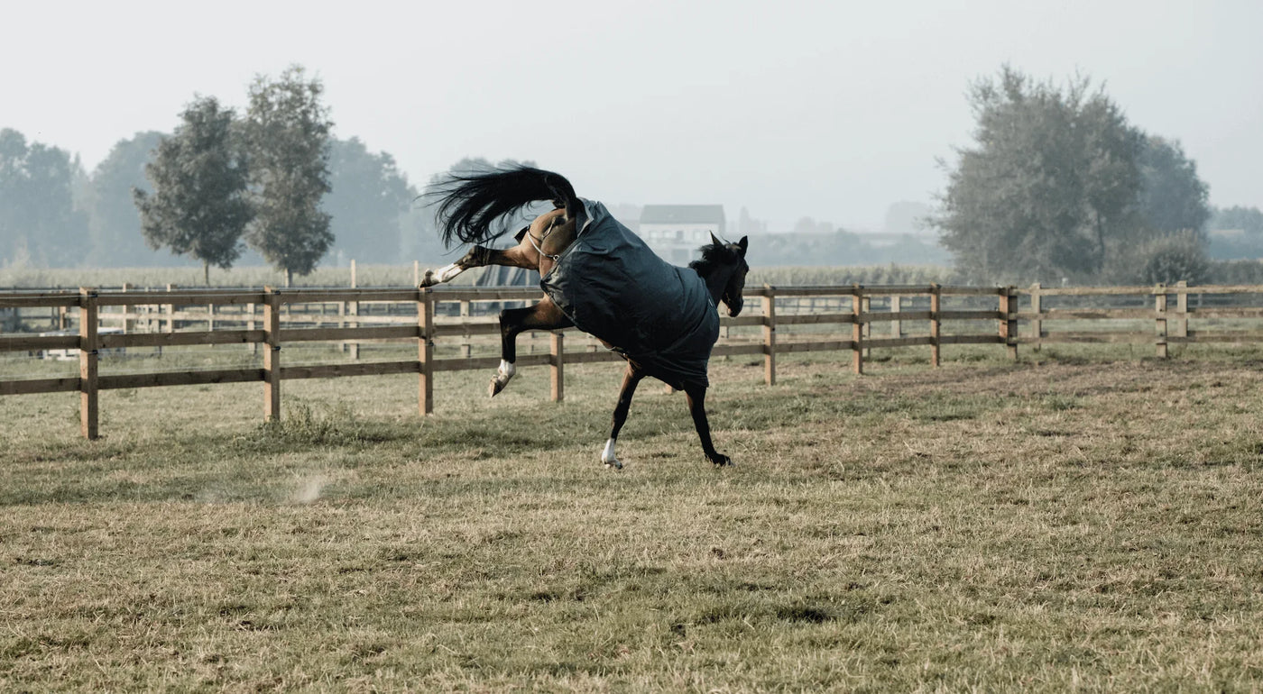 Pferd im Galopp auf einer Koppel mit Decke, Wie du dein Pferd richtig anweidest.