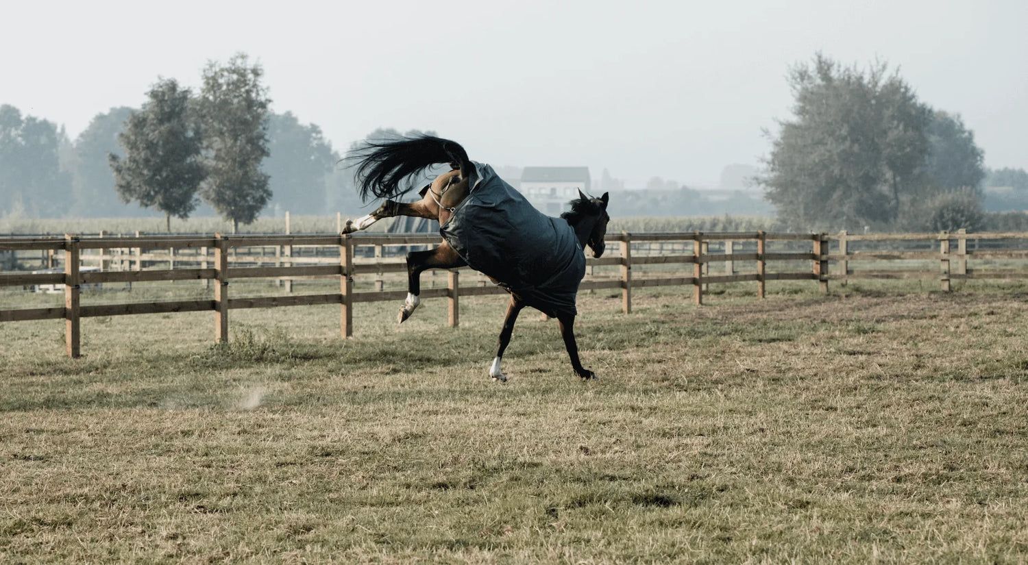 Pferd im Galopp auf einer Koppel mit Decke, Wie du dein Pferd richtig anweidest.