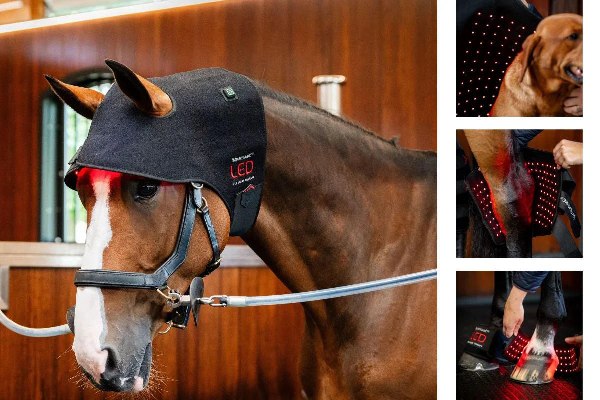 Pferd mit LED-Rotlichtmaske in der Stallgasse, LED-Rotlichttherapie von Horseware Ireland.