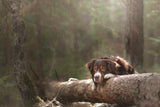 Aussie liegt auf einem Baumstamm im Wald, Intelligent und liebeswürdig! Wir stellen dir den Aussie vor.