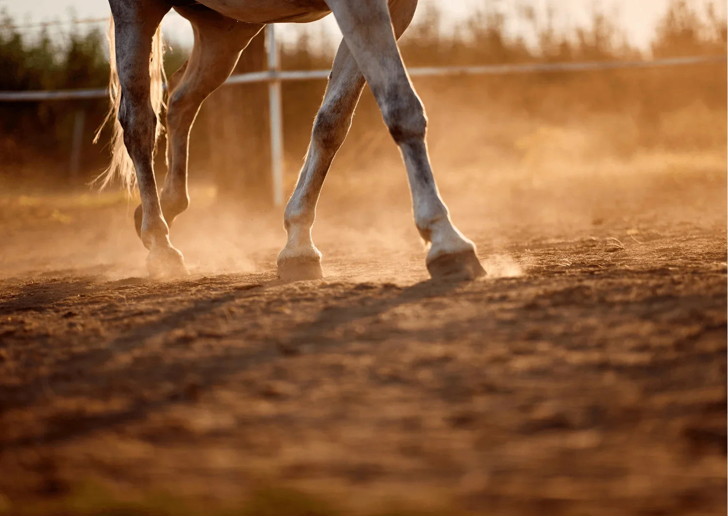 Pferdebeine auf staubigem Boden im Paddock, SCHWING DIE HUFE – DIE RICHTIGE HUFPFLEGE FÜR DEIN PFERD.