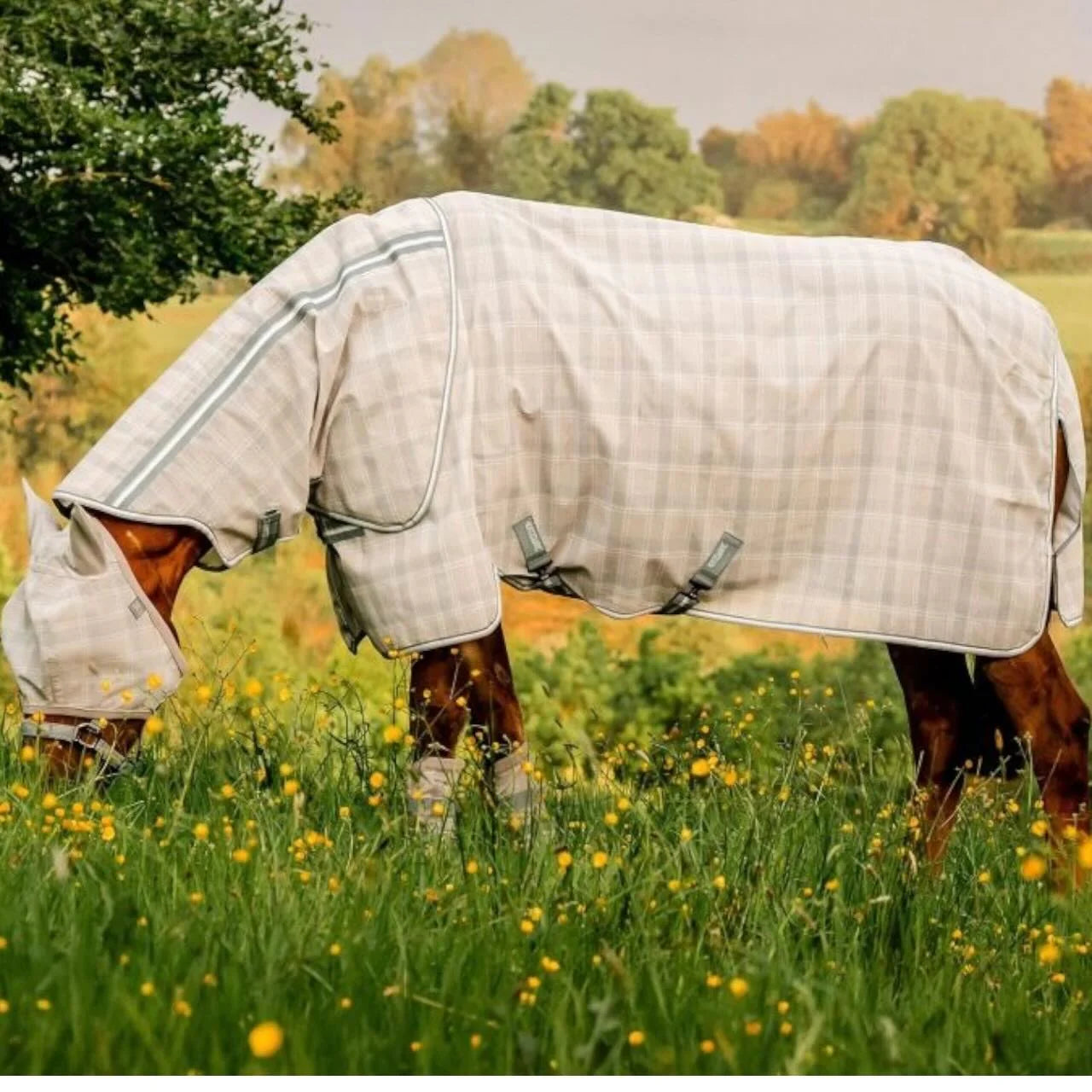 Pferd mit Fliegendecke auf der Weide, Sommerekzem beim Pferd: Ursachen, Symptome & die besten Maßnahmen