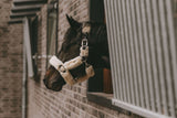 Schwarzes Pferd schaut aus der Stallbox, Feuerwerk, Freude, aber auch Stress: Silvester für Pferde.