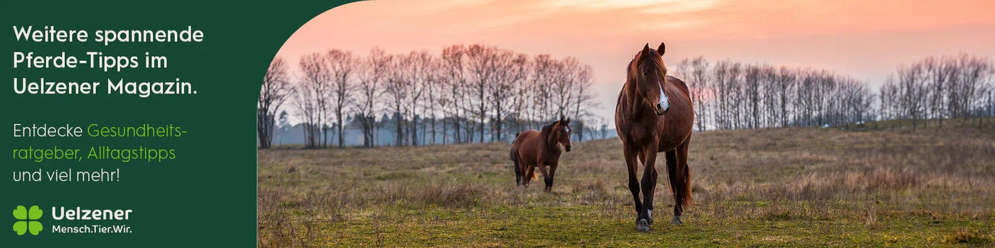 Zwei Pferde auf einer Weide bei Sonnenuntergang, Der Traum vom eigenen Pferd – mit welchen Kosten muss ich rechnen?