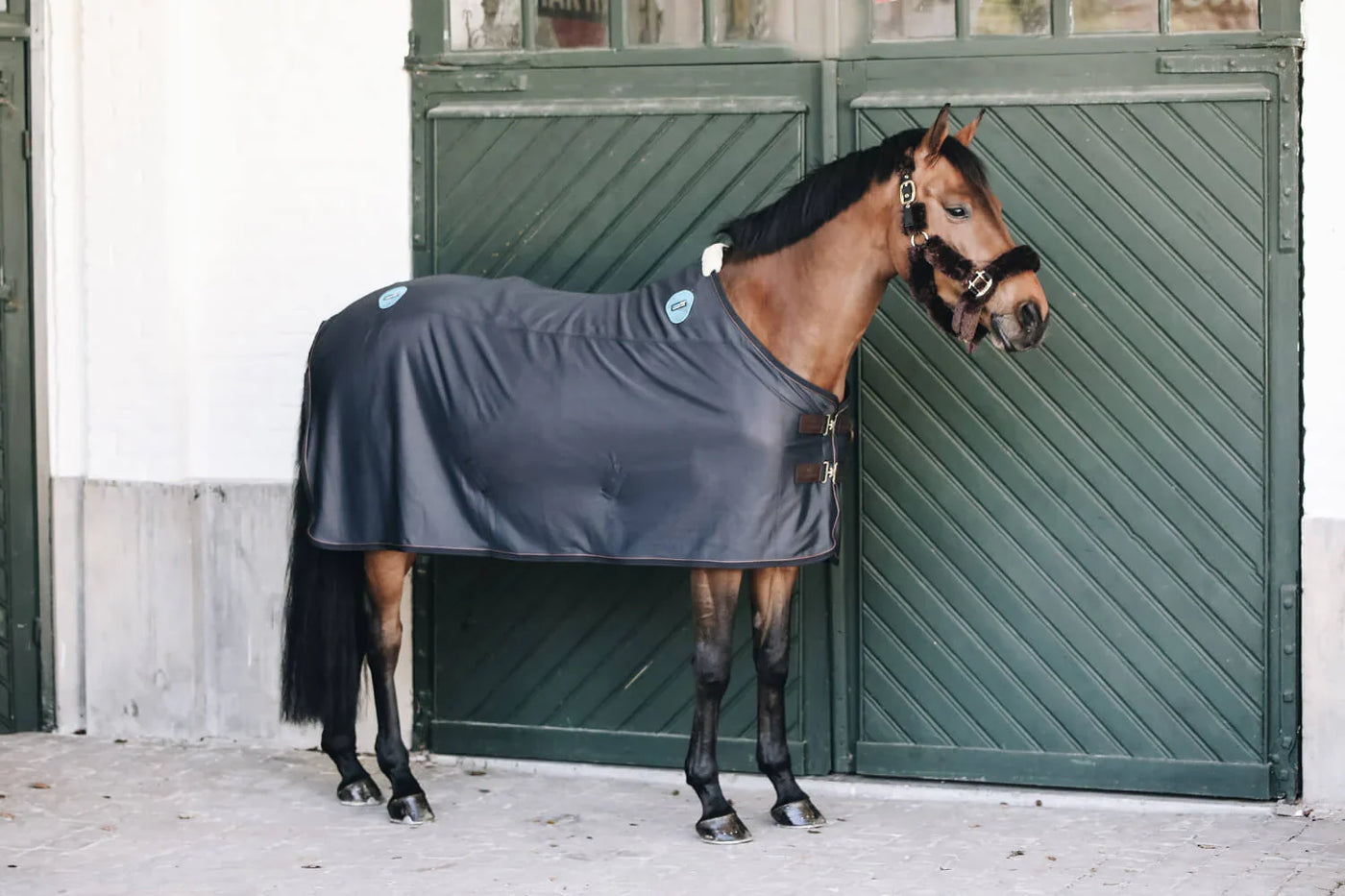 Pferd mit Decke vor grüner Stalltür, Wellness im Alltag für deinen Liebling - Fabi von @cubilox testet für dich die Kentucky Magnetic Rug Recuptex.