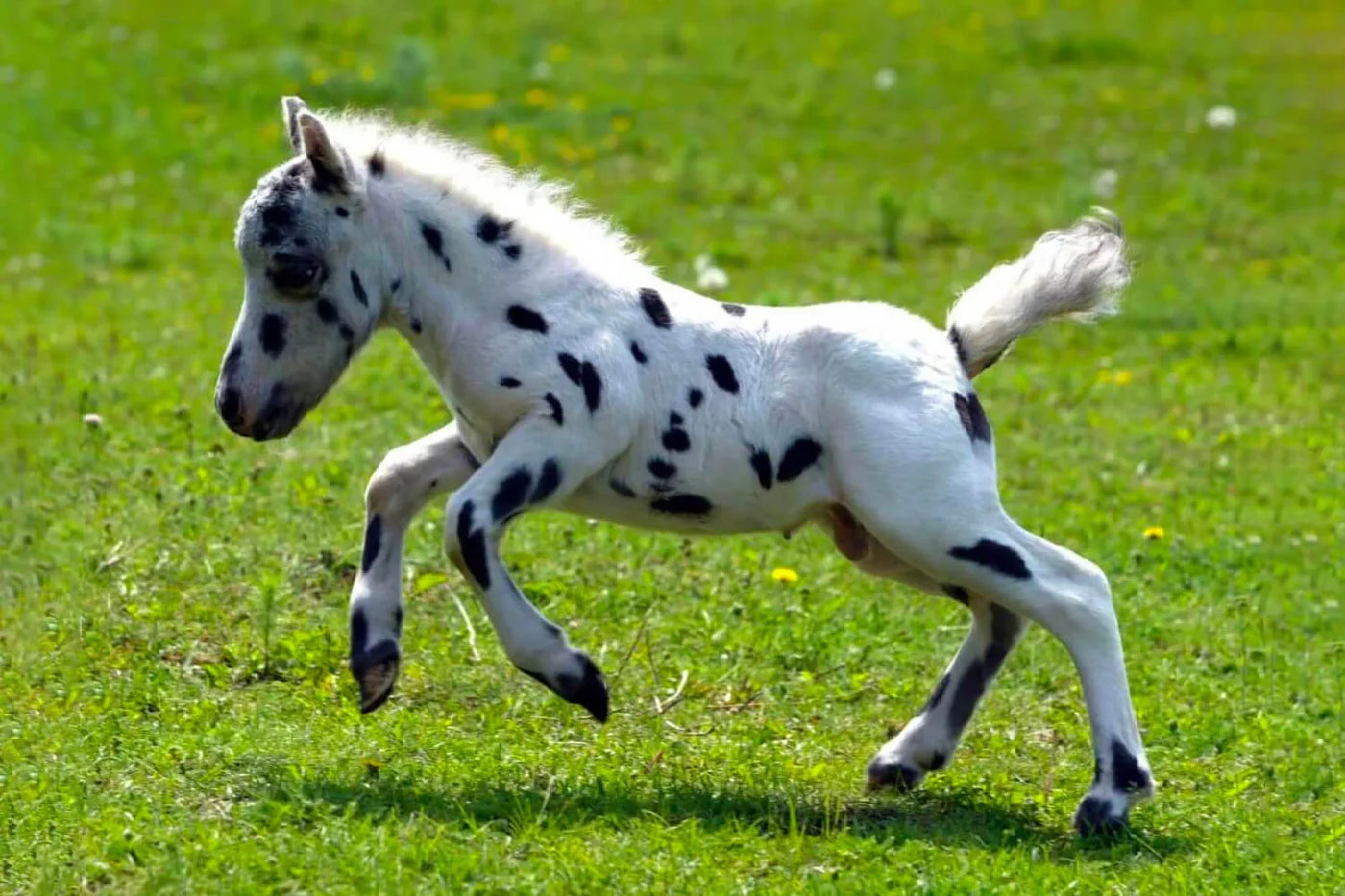 Kleines geschecktes Pferd springt über eine grüne Wiese, Das kleinste Pferd der Welt: Das Falabella.