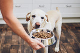 Hund steht vor einem Edelstahlnapf mit Trockenfutter, Good Food Good Mood - Welcher Futternapf passt zu meinem Hund.
