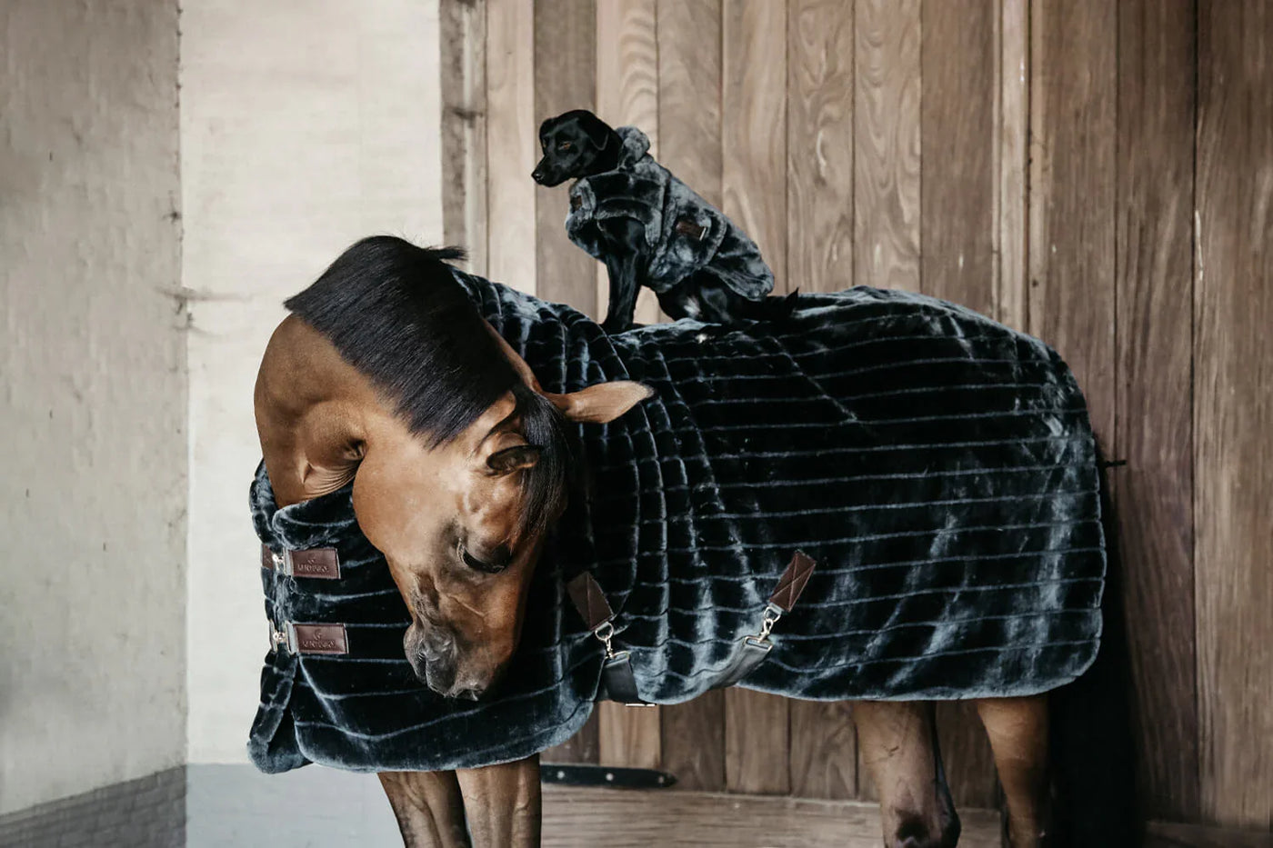 Pferd mit Hund auf dem Rücken im Stall, Stallhunde - Unterwegs mit Hund und Pferd