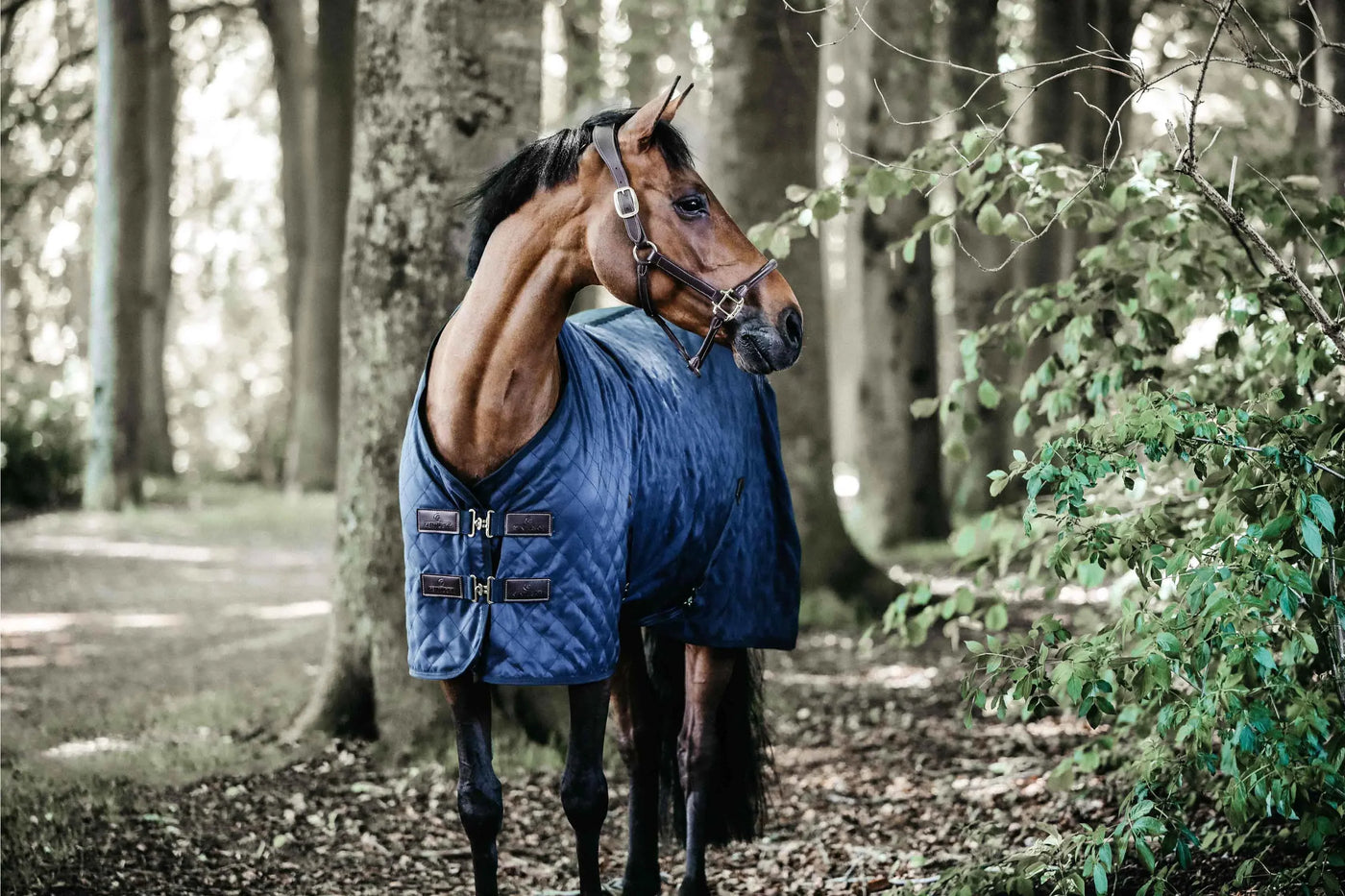 Braunes Pferd mit blauer Stalldecke im Wald, Perfekt eingedeckt - Ready for Rugseason mit Kavalio.