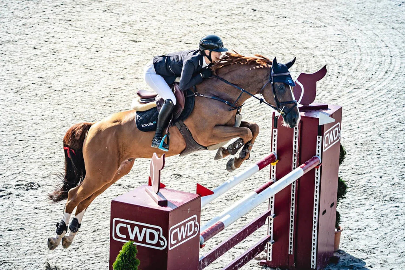 Reiterin springt mit braunem Pferd über ein CWD-Hindernis, Der ultimative Reitsport-Höhepunkt des Jahres steht wieder bevor: Das Longines Balve Optimum 2023!