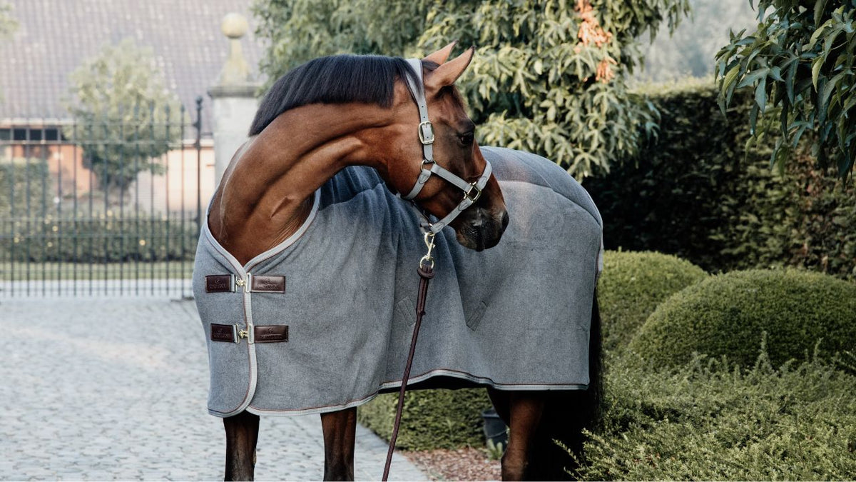 Pferd mit Abschwitzdecke steht an einem Herbstabend auf dem Hof