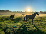 Sommerpause & Regeneration: So erholt sich dein Pferd richtig