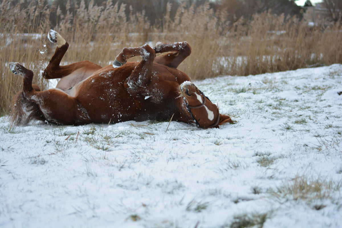 Barhuf-Pferd im Winter: Vor- und Nachteile plus Pflegetipps