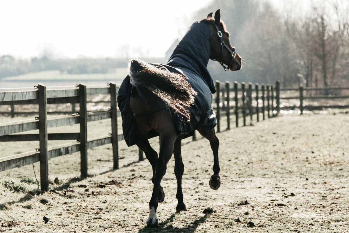 Pferd steht an einem nebligen Herbstmorgen auf einer nassen Weide