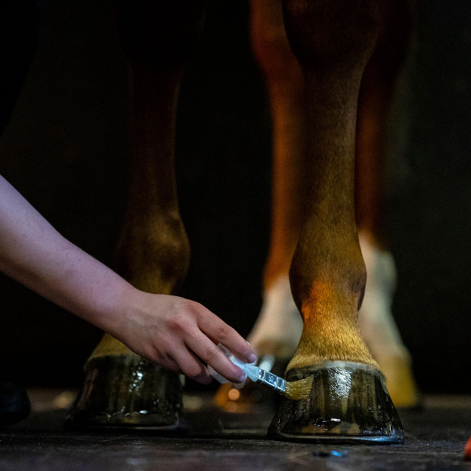 Hufpflege Liquid Hoofdressing