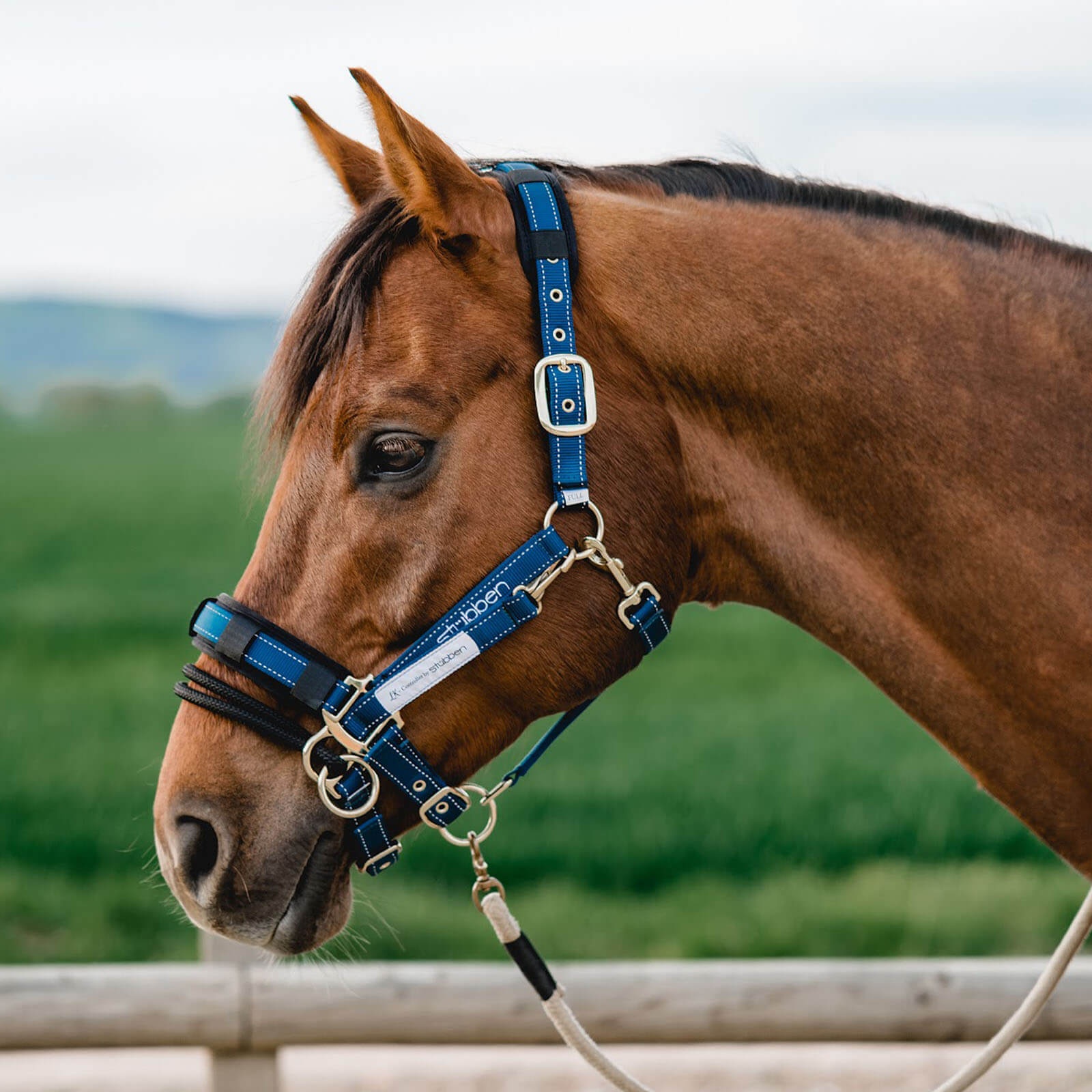 Stallhalfter mit reflektierenden Nähten Halfter