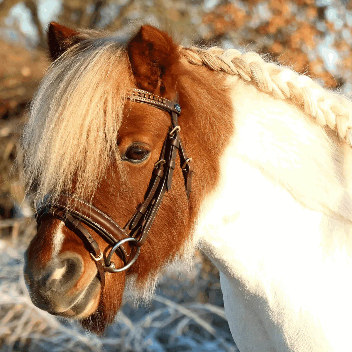 Unterlegtrense Doppelt Gebrochen KK Ultra 12 mm SENSOGAN® Gebiss, Pony am Kopf in der Natur.