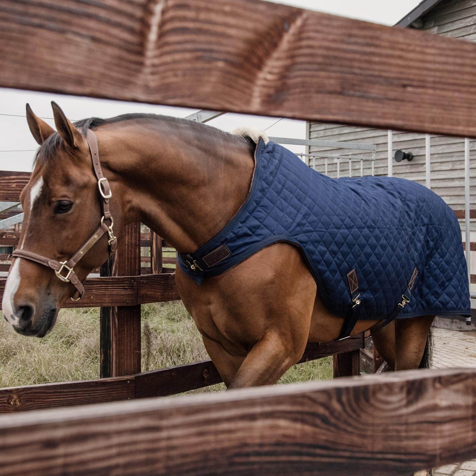 Führanlagendecke 160g Walker Rug