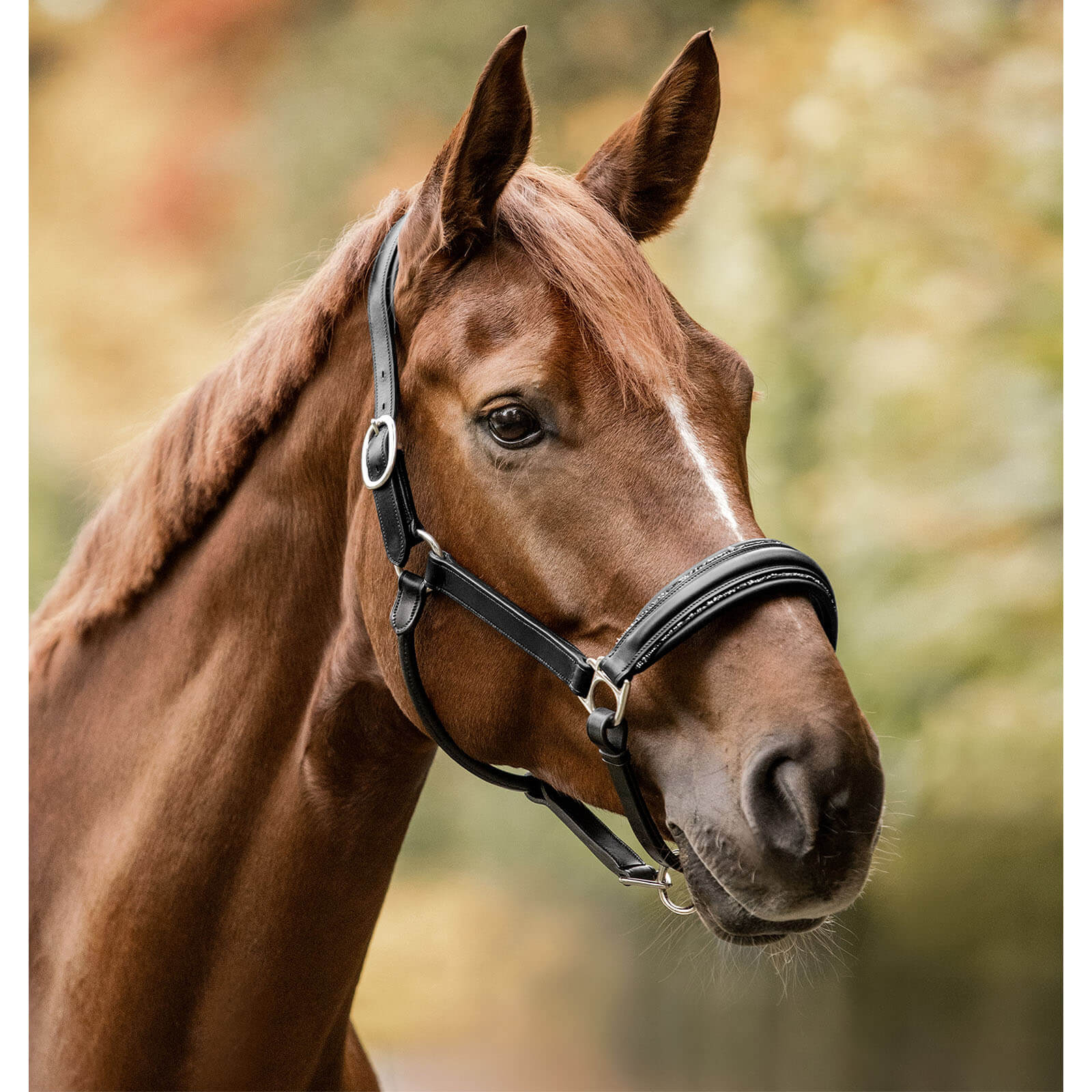 Halfter S-Line Glamour Lederhalfter