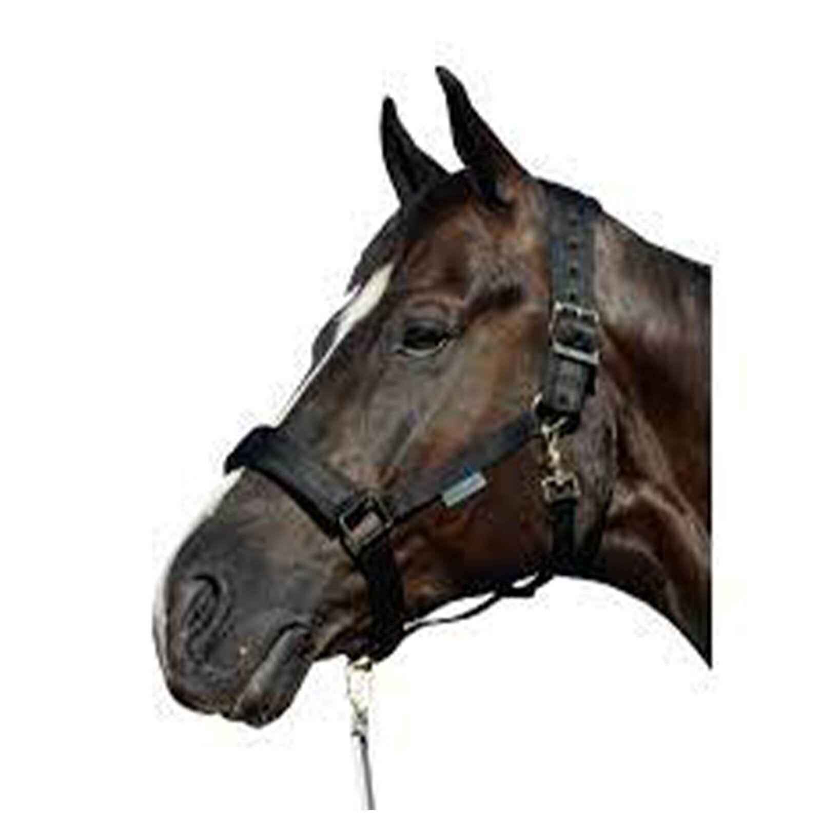 Halfter Comfort Halter