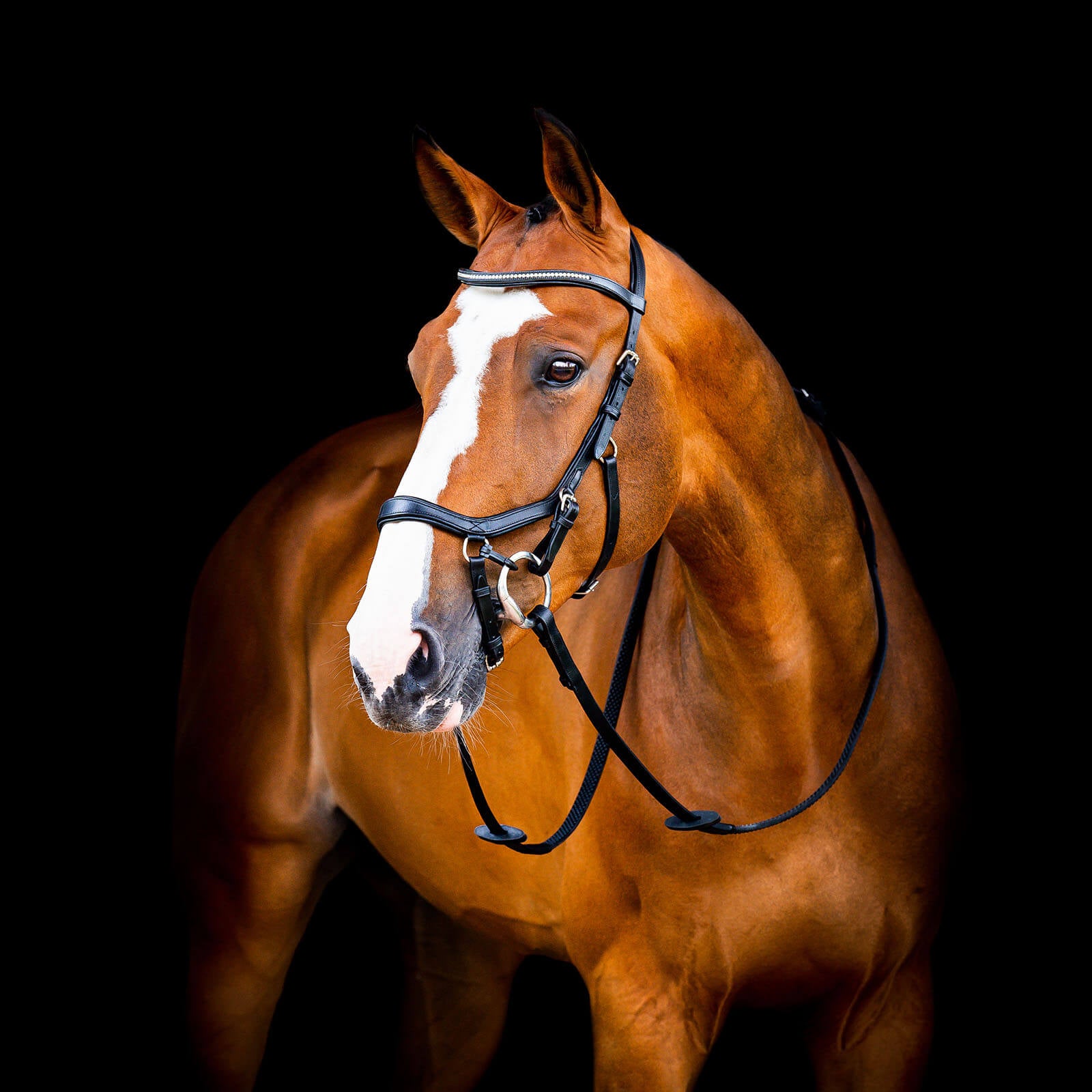 Trense Micklem 2 Diamante Competition Bridle Micklemtrense
