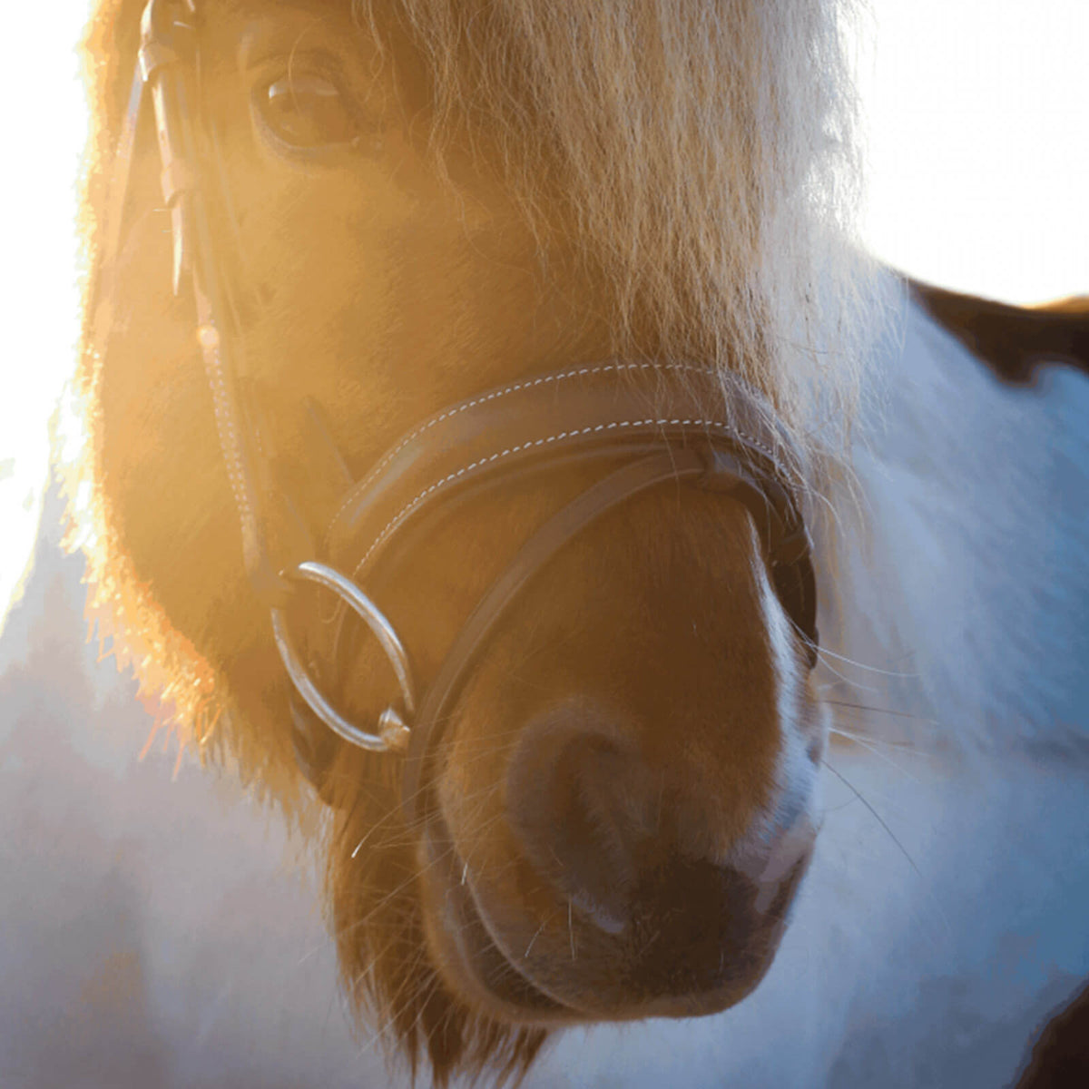Wassertrense Pony Einfach Gebrochen Dynamic 12 mm SENSOGAN® Gebiss