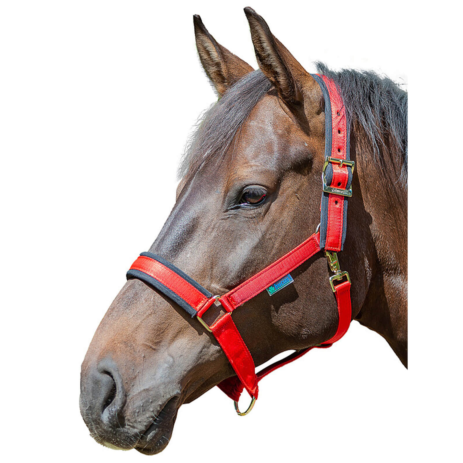 Halfter Comfort Halter