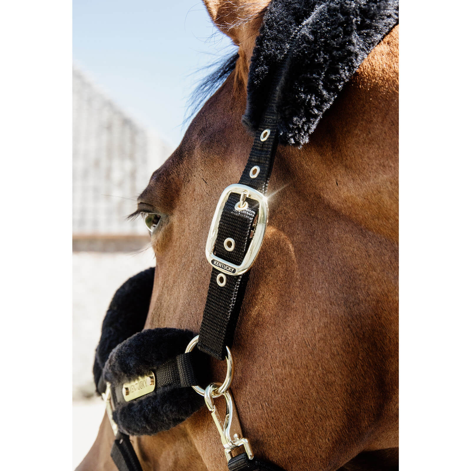 Nylonhalfter mit Lammfell Soft Stallhalfter