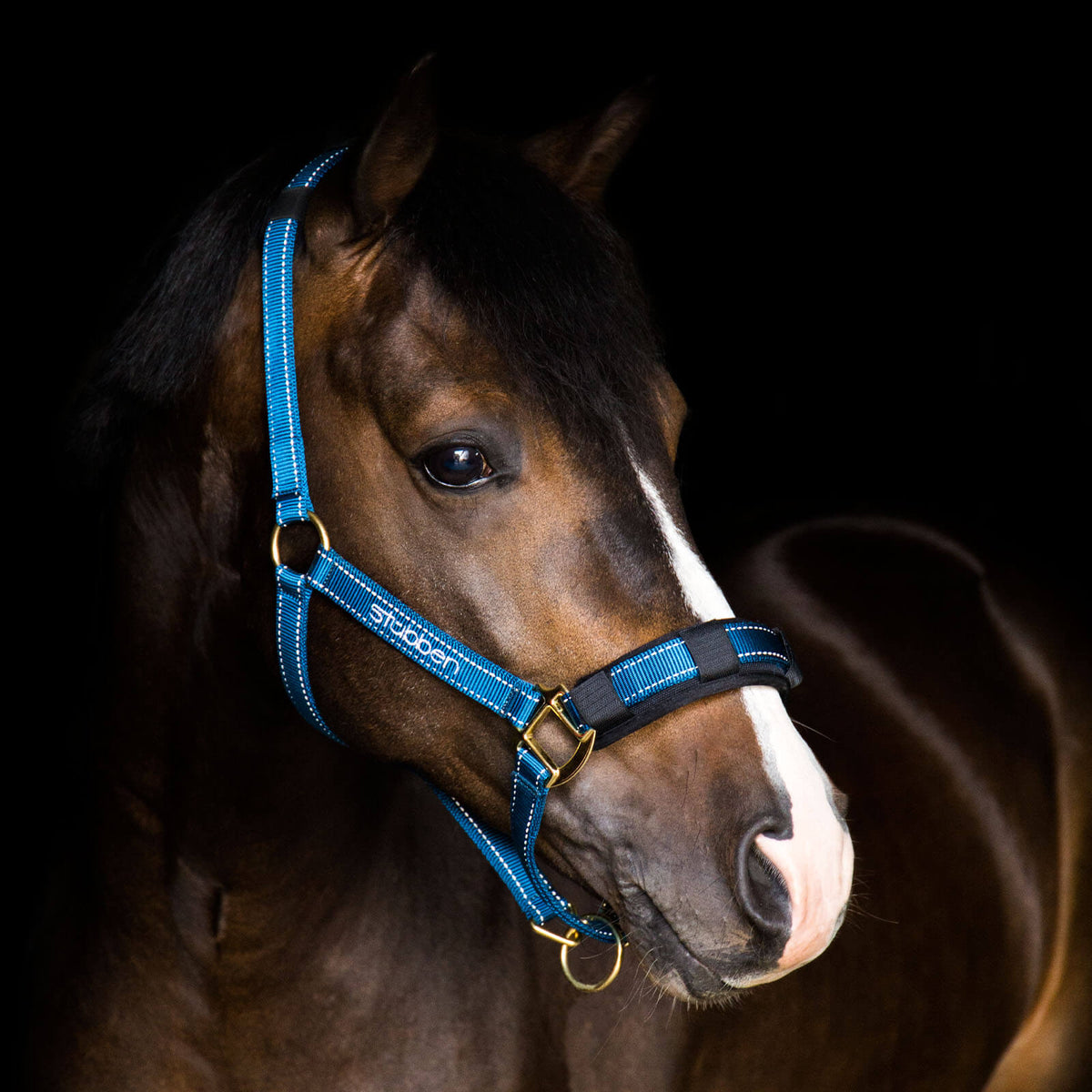 Stallhalfter mit reflektierenden Nähten Halfter